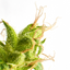 CBD-Pflege: 25 Produkte für eine entspannende Schönheitsroutine - Aufeminin.com - September 2022
